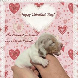 Stinker - Piebald male Dachshund puppy in Marshall, Texas from Wilson's Kennels