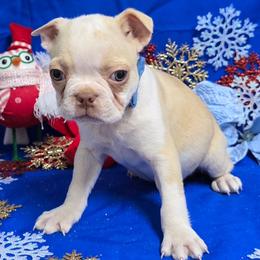Red Cream Boy - Seal and white male Boston Terrier puppy in Corsicana, Texas from JT Bostons