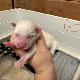 Girl 2 - White female Pomsky puppy in Greenfield, Minnesota from SRF Pomskies