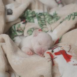 Bella - Blue female French Bulldog puppy in Austin, Texas from ourfrenchies2yours