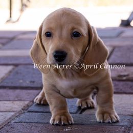 Boy Blue - Wheaten male Dachshund puppy in Brooksville, Florida from Ween Acres
