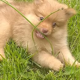 Pomeranians from Sparta Poms