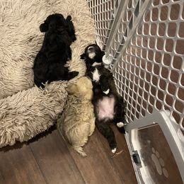 Schnoodle Puppies from Noodle Tings Puppies