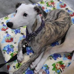 Whippet Puppies from Highmoor Whippets
