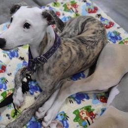 Whippet Puppies from Highmoor Whippets