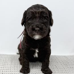 Phoebe - Chocolate female Australian Labradoodle puppy in Sacramento, California from Little Farmstead Labradoodles