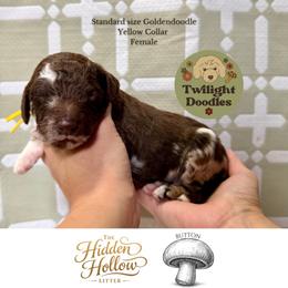 Button - Yellow Collar - Merle female Goldendoodle puppy in Garland, Texas from Twilight Doodles