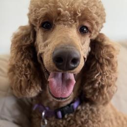 Coco - Poodle