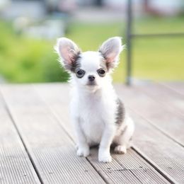 Bean - Blue male Chihuahua puppy in Westminster, Colorado from VanityPom’s