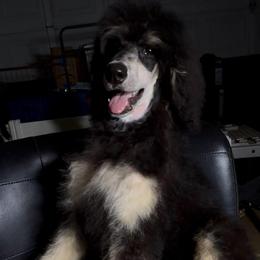 Atlas - Phantom male Poodle puppy in Corona, California from Garden Of Poodles