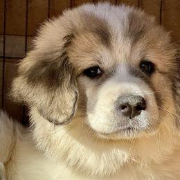 Pink - White and badger female Great Pyrenees puppy in Clarksville, Tennessee from Easter Acres