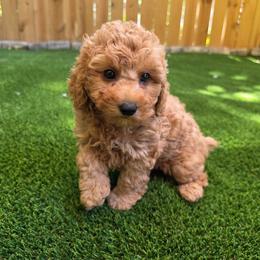 Hazel - Apricot female Poodle puppy in Kannapolis, North Carolina from Carolina Great Danes & Toy Poodles