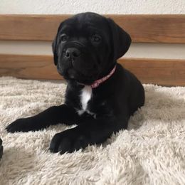 Cane Corso Puppies from Ruby Mountain Royalty