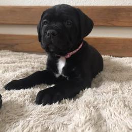 Cane Corso Puppies from Ruby Mountain Royalty
