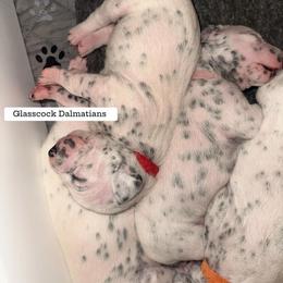 Dalmatian Puppies from Glasscock Dalmatians