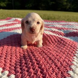 Hadley - Cream female Dachshund puppy in New Albany, Mississippi from Double A. Doxies