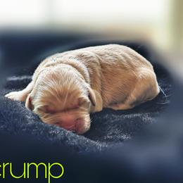 Scrump - Golden female Golden Retriever puppy in Florida from Golden Meadow