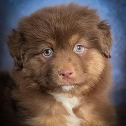 Dolce - Red tri-color female Australian Shepherd puppy in Fultonville, New York from Sandy Aussies, Mini Dachshunds & Pomeranians
