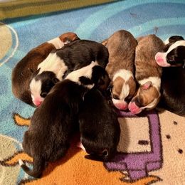 Cardigan Welsh Corgi and Pembroke Welsh Corgi Puppies from Dinger’s Dogs