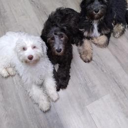 Australian Labradoodle Puppies from Golden Xpress Labradoodles