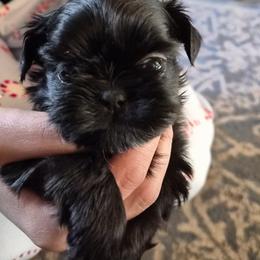 Squirt - Black male Shih Tzu puppy in Green Valley Lake, California from All American Shih Tzu Puppies