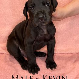 Great Dane Puppies from B3 Kennels