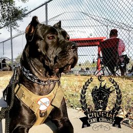 Queenie - Cane Corso
