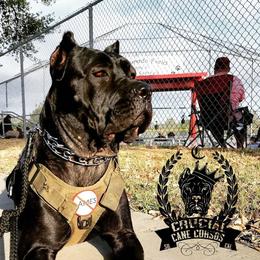 Queenie - Cane Corso