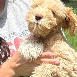 Chilli boy - Wheaten male Miniature Schnauzer puppy in Groesbeck, Texas from Ranch 4M