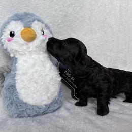 Gauntlet - Black male Dachshund puppy in Mc Alester, Oklahoma from A Anchor Farm