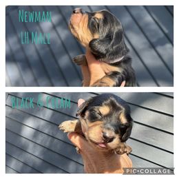Dachshund Puppies from JB Doxies