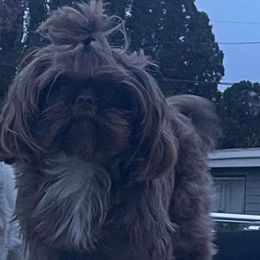Shih Tzus from Tinytails