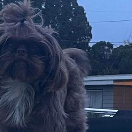 Shih Tzus from Tinytails