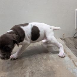 Liver Girl 8759 - Liver and white female German Shorthaired Pointer puppy in Spring Hope, North Carolina from Hogan’s Lowrider Hounds