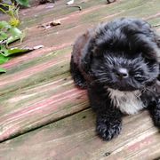 Shichon puppies from Laura's Teddy Bears
