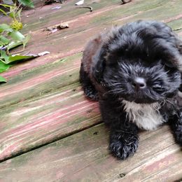 Shichon puppies from Laura's Teddy Bears