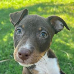Lola - White, chocolate and tan female Rat Terrier puppy in Red Bluff, California from SunnyValley Bostons
