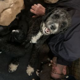 Bernedoodles and Cavalier King Charles Spaniels from ElaGant Acres