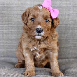 Meatball - Red  female Goldendoodle puppy in Comanche, Texas from Central Texas Doodles, LLC.