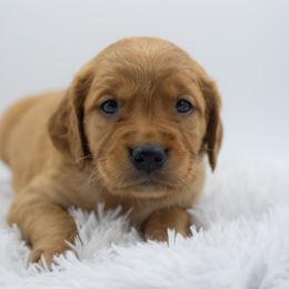 Golden Retriever Puppies from Stormy Hill Golden Retrievers