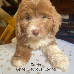 Cassie - Sofie's Red Baby - Blue merle female Aussiedoodle puppy in Burkesville, Kentucky from Bline’s Awesome Aussies & Doxies at the Bline Family Farm