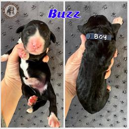 Buzz - Black and white male Bernedoodle puppy in Banner Elk, North Carolina from Walnut Tree Bernedoodles