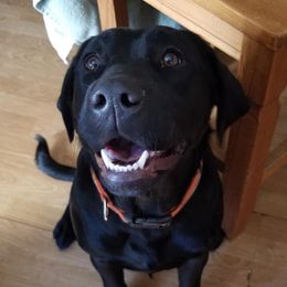 Labrador Retriever All Grown Up from Redfearn Labrador retrievers