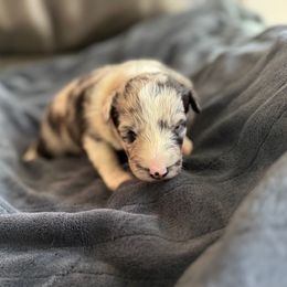 Girl 1 - female Shetland Sheepdog puppy in Shirley, Arkansas from Lucky Pups