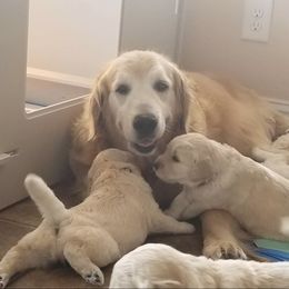 French Bulldog, Goldendoodle, and Golden Retriever Puppies from Crystal Coast Kennels, LLC