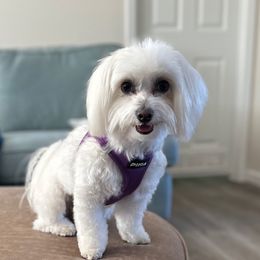 Phoebe - Coton de Tulear