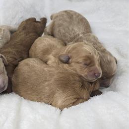 Theo - Red  male Goldendoodle puppy in Crawfordsville, Indiana from Winding Creek Ranch Doodles