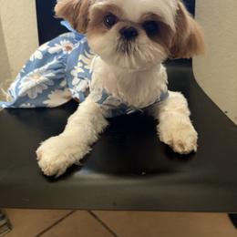 Shih Tzu puppies from Vegas Shih Tzus