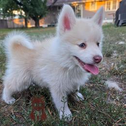 Ken - Chocolate male Pomsky puppy in Blaine, Minnesota from Yuna's Pomsky