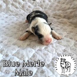 Rocket - Blue merle male Miniature Australian Shepherd puppy in Jaroso, Colorado from Heaven Sent Aussies